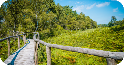 Knuppelpad door natuur