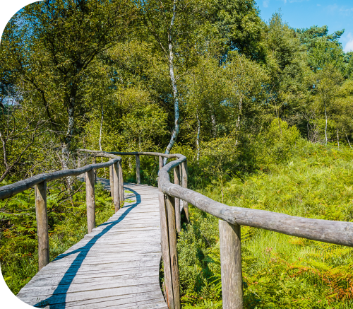 Knuppelpad door natuur