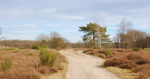 Sfeerbeeld heide meinweg