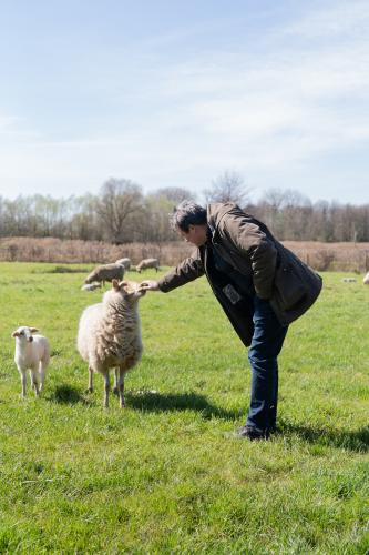 Foto van man met een aantal schapen 