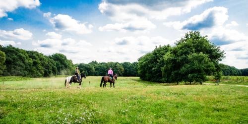 Sfeerbeeld met paarden op de Meinweg