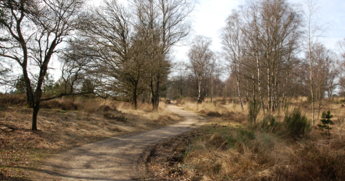 Sfeerbeeld bomen op de Meinweg
