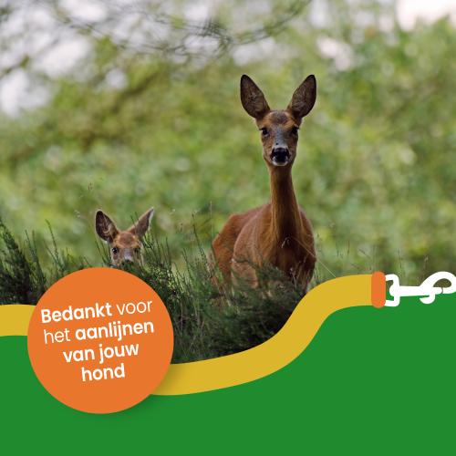 Jonge ree met moeder 